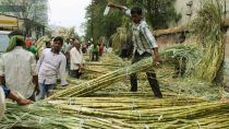 Sugarcane to Decide Which Side Votes go in Western Uttar Pradesh
